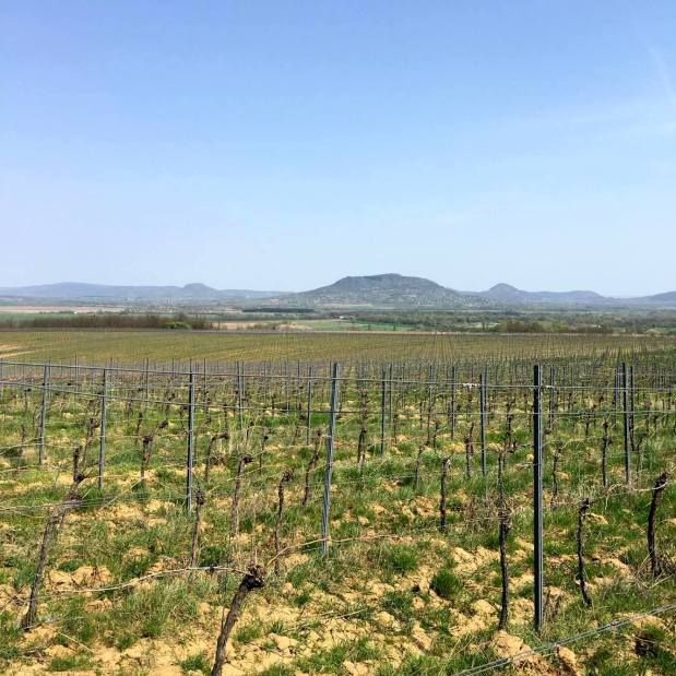 13054476_1081443431878404_235933077_o