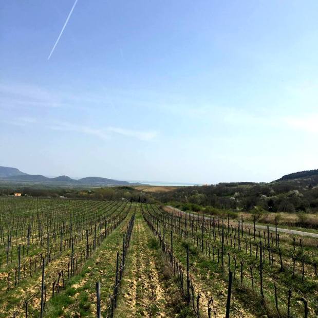 13072170_1081443441878403_925180501_o